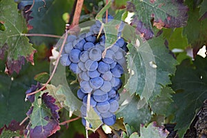 Ripe cluster of Tempranillo grapes, Laguardia Spain photo