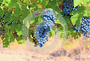 Ripe clusters of grapes