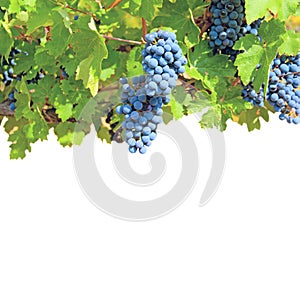 Ripe clusters of grapes among green leaves isolate