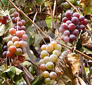 Ripe clusters of pink grapes hang on a branch of a vineyard photo