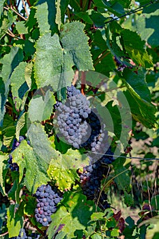 Ripe clusters of pinot meunier or pinot noir grapes at autuimn on champagne vineyards during harvest in September near villages photo