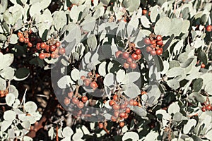 Ripe clusters of wild manzanita berries