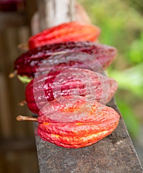 Ripe Cocoa Pods for Chocolate