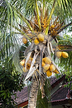Ripe coconuts on the palm, Bali, Indonesia