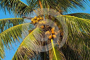 Ripe coconuts on a palm tree. Sri Lanka