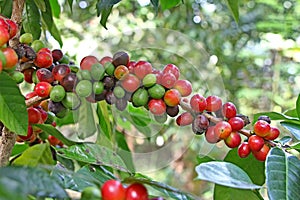 Ripe Coffee Bean Clusters in Plant