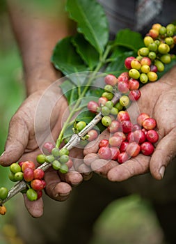 Ripe coffee bean in the hands of producers in Nicaragua