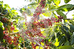 Ripe coffee bean on tree