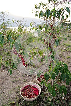 Ripe coffee beans attached to a branch