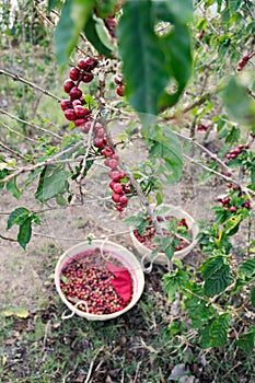 Ripe coffee beans attached to a branch