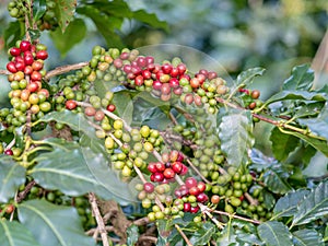 Ripe coffee beans on the farm