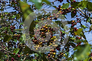 Ripe coffee beans on highland