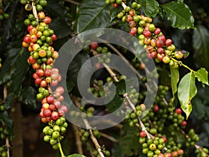 Ripe coffee fruit