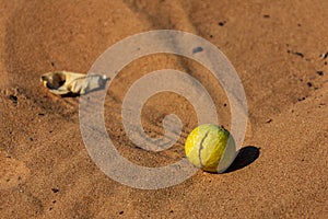 A ripe colocynth Citrullus colocynthis fruit in the Dubai desert.