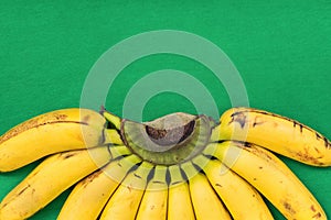 Ripe Colorful Bunch of Gros Michel Baby Bananas on Branch on Vibrant Green Background. Beautiful Semi Circle Pattern. Healthy Diet