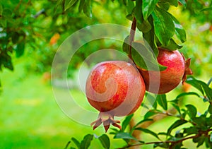 Ripe Colorful Pomegranate Fruit on Tree Branch