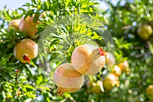 Ripe Colorful Pomegranate Fruit on Tree Branch photo