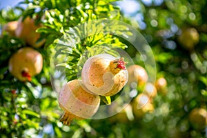 Ripe Colorful Pomegranate Fruit on Tree Branch photo