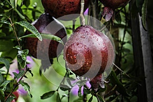 Ripe Colorful Pomegranate Fruit on Tree Branch. The Foliage on the Background, with Rain drop