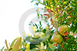 Ripe Colorful Pomegranate Fruit on Tree Branch. The Foliage on the Background. Text space.