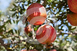 Ripe Colorful Pomegranate Fruit on Tree Branch. Red pomegranate