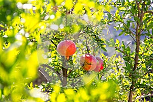Ripe colorful pomegranate fruit on tree branch