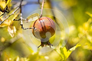 Ripe Colorful Pomegranate Fruit on Tree Branch.