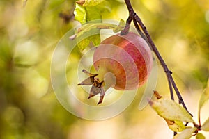 Ripe Colorful Pomegranate Fruit on Tree Branch .