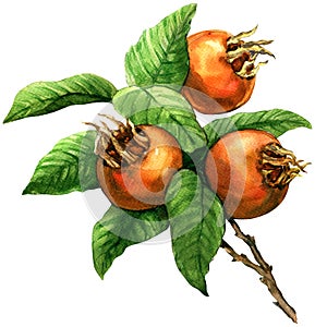 Ripe common medlar fruit, loquat, mespilus germanica, isolated, watercolor illustration