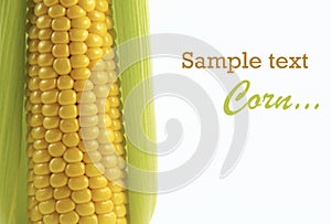 Ripe corn