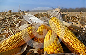 Ripe corn cob