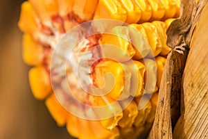 Ripe corn cob, close up