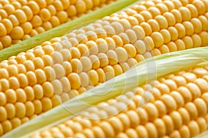 Ripe corn cob close-up.