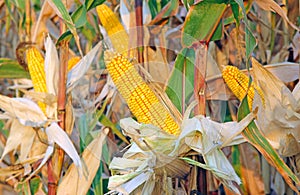 Ripe corn