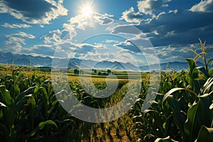 Ripe corn on the cob in the field, close-up. Agriculture concept with a copy space.