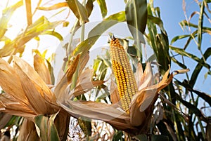 Ripe corn on the cob in a field