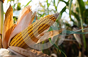 Ripe corn on the cob in a field