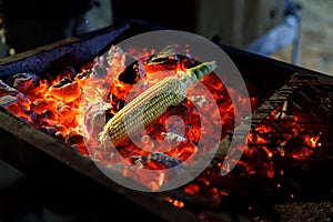 Ripe corn cob is fried on red hot coals
