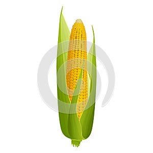 Ripe corn cob with golden grains and green leaves isolated on white background. Design element