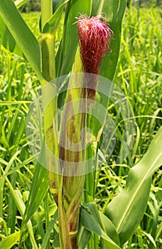 Ripe corn cob on the green summer field