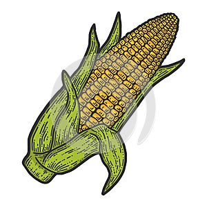 Ripe corn cob with leaves ear of corn hand. Color sketch scratch board imitation.