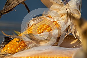 Ripe Corn on the the cob on a surface with kernels showing and leaves stripped. Overhead macro shot.