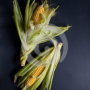 Ripe corn cobs on a black background.
