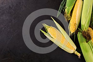 Ripe corn cobs