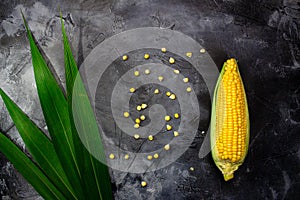 Ripe corn cobs on a black dark background.