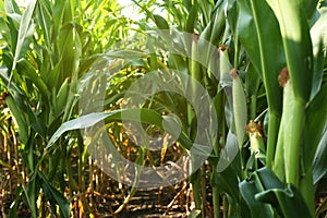 Ripe corn cobs in field