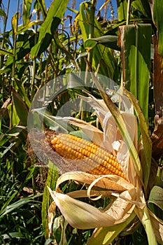 Ripe corn cobs in the middle of plantation