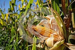 Ripe corn cobs in the middle of plantation photo