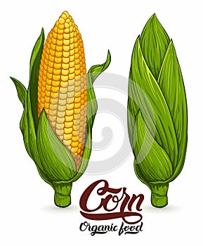 Ripe corn