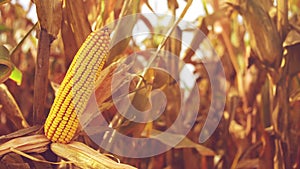 Ripe Corn Ear in Agricultural Cultivated Field in Harvest Season ready for picking, Steady full HD 1920x1080 footage